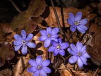 Leberblümchen Gruppe